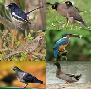 Birds of Bangladesh