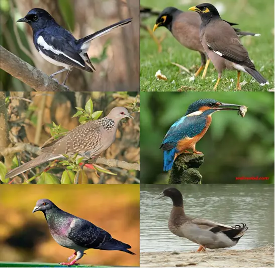 Birds Of Bangladesh With Bangla Name