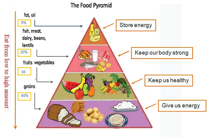 Food pyramid paragraph