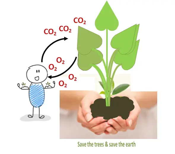 Composition on tree plantation