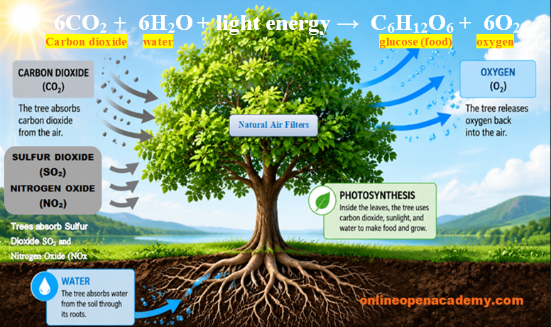 Tree Plantation and Photosynthesis Process